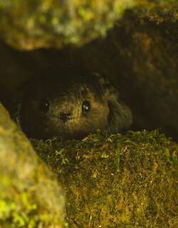 乌黑雨燕 / Sooty Swift / Cypseloides fumigatus
