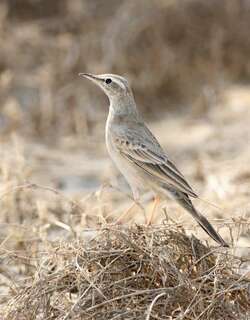长嘴鹨 / Long-billed Pipit / Anthus similis