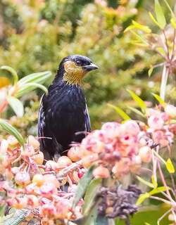 银背唐加拉雀 / Silver-backed Tanager / Stilpnia viridicollis