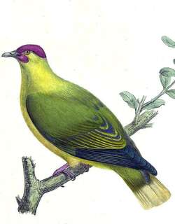 赤髯果鸠 / Red-moustached Fruit Dove / Ptilinopus mercierii