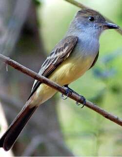 褐冠蝇霸鹟 / Brown-crested Flycatcher / Myiarchus tyrannulus