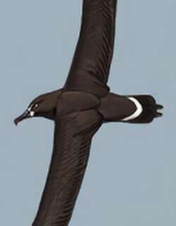 黑脚信天翁 / Black-footed Albatross / Phoebastria nigripes