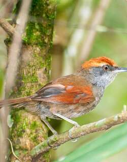 棕顶针尾雀 / Rufous-capped Spinetail / Synallaxis ruficapilla