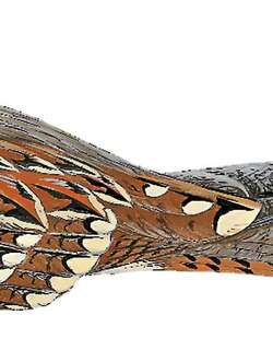 德氏夜鹰 / Donaldson Smith’s Nightjar / Caprimulgus donaldsoni