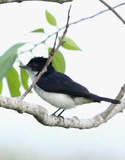 亮背厚嘴霸鹟 / Glossy-backed Becard / Pachyramphus surinamus