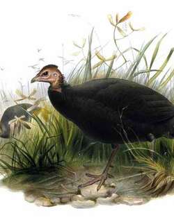 黑珠鸡 / Black Guineafowl / Agelastes niger