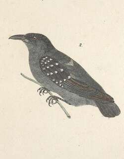 点翅蚁鵙 / Spot-winged Antshrike / Pygiptila stellaris