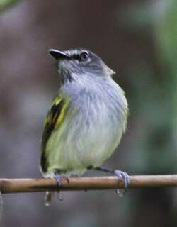 蓝灰头哑霸鹟 / Slaty-headed Tody-Flycatcher / Poecilotriccus sylvia