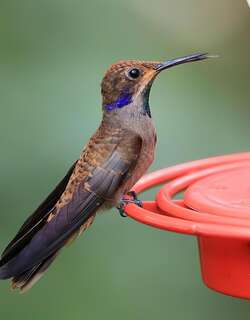 褐紫耳蜂鸟 / Brown Violetear / Colibri delphinae