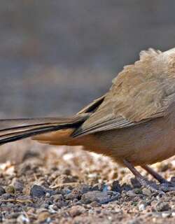 红腹唧鹀 / Abert’s Towhee / Melozone aberti
