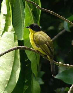 黑顶黄鹎 / Black-capped Bulbul / Rubigula melanicterus