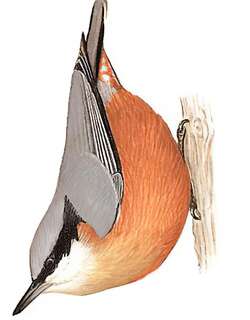 栗腹䴓 / Chestnut-bellied Nuthatch / Sitta cinnamoventris
