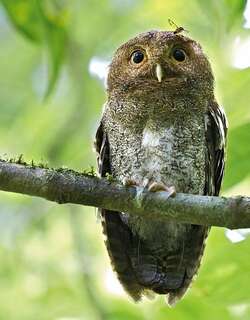 蠕纹角鸮 / Vermiculated Screech Owl / Megascops vermiculatus