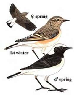 白顶鵖 / Pied Wheatear