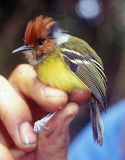 棕顶哑霸鹟 / Rufous-crowned Tody-Flycatcher / Poecilotriccus ruficeps