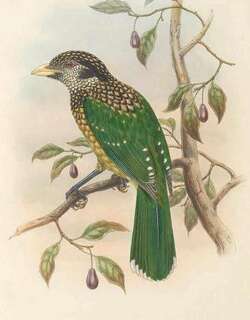 黑冠园丁鸟 / Black-capped Catbird / Ailuroedus melanocephalus