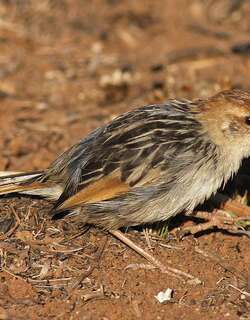 铃声扇尾莺 / Levaillant’s Cisticola / Cisticola tinniens