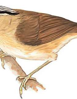 黑头穗鹛 / Grey-throated Babbler / Stachyris nigriceps