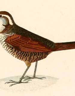 白喉窜鸟 / White-throated Tapaculo / Scelorchilus albicollis