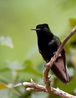 黑腹蜂鸟 / Black-bellied Hummingbird / Eupherusa nigriventris