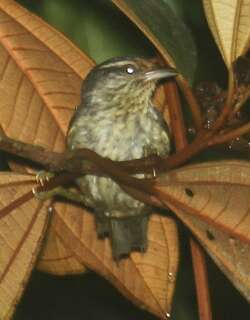 赤道灰尾雀 / Equatorial Greytail / Xenerpestes singularis