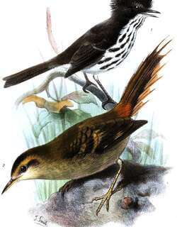弗南多斯雀霸鹟 / Juan Fernandez Tit-Tyrant / Anairetes fernandezianus