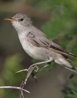 橄榄篱莺 / Olive-tree Warbler / Hippolais olivetorum