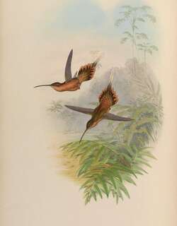细嘴隐蜂鸟 / Needle-billed Hermit / Phaethornis philippii