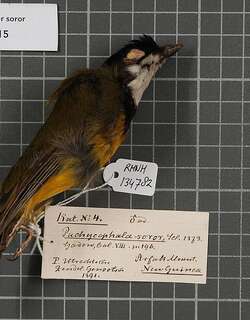 黑领啸鹟 / Sclater’s Whistler / Pachycephala soror