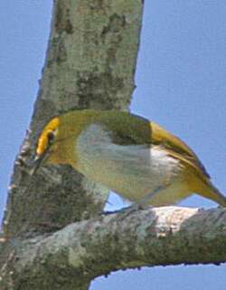 黄眶绣眼鸟 / Yellow-ringed White-eye / Heleia wallacei
