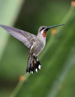 纯顶星喉蜂鸟 / Plain-capped Starthroat / Heliomaster constantii
