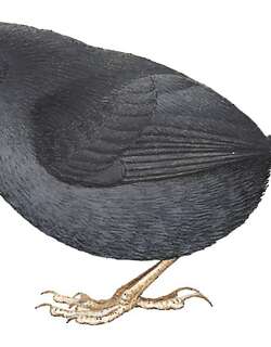 暗黑窜鸟 / Dusky Tapaculo / Scytalopus fuscus