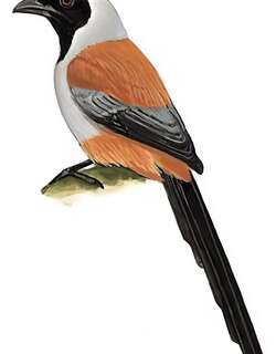 黑额树鹊 / Collared Treepie / Dendrocitta frontalis
