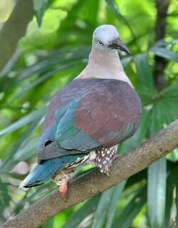 横斑皇鸠 / Zoe’s Imperial Pigeon / Ducula zoeae