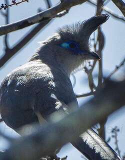 南凤头马岛鹃 / Verreaux’s Coua / Coua verreauxi