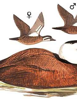 白头硬尾鸭 / White-headed Duck / Oxyura leucocephala