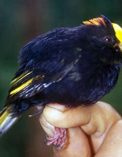 金翅娇鹟 / Golden-winged Manakin / Masius chrysopterus