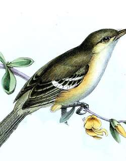 牙买加莺雀 / Jamaican Vireo / Vireo modestus
