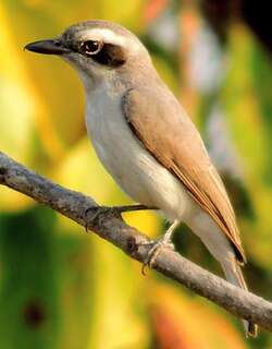 林鵙 / Common Woodshrike / Tephrodornis pondicerianus