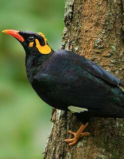 南鹩哥 / Southern Hill Myna / Gracula indica