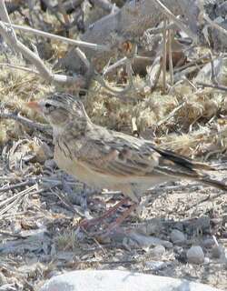 粉嘴沙百灵 / Pink-billed Lark / Spizocorys conirostris