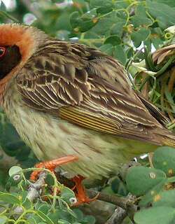 红嘴奎利亚雀 / Red-billed Quelea / Quelea quelea