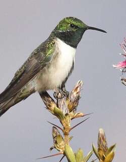 绿头山蜂鸟 / Green-headed Hillstar / Oreotrochilus stolzmanni