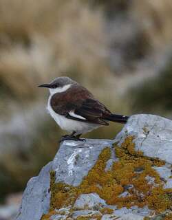白腹抖尾地雀 / White-bellied Cinclodes / Cinclodes palliatus