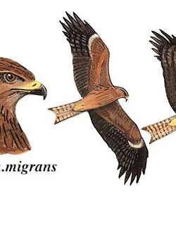 黑鸢 / Black Kite / Milvus migrans