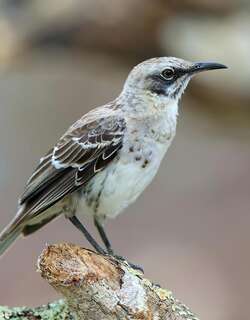 加岛嘲鸫 / Galapagos Mockingbird / Mimus parvulus