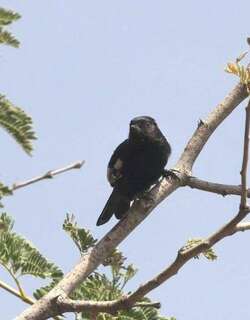 卡氏山雀 / Carp’s Tit / Melaniparus carpi