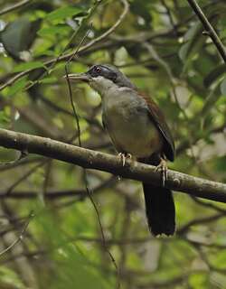 灰胸噪鹛 / Wayanad Laughingthrush / Pterorhinus delesserti