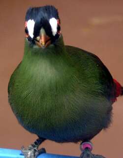 蓝冠蕉鹃 / Hartlaub’s Turaco / Tauraco hartlaubi