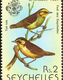 塞舌尔织雀 / Seychelles Fody / Foudia sechellarum